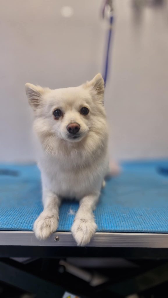 Dog Groomer Top Valley Bestwood Arnold Bulwell Nottingham Near me